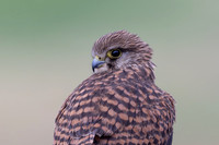 Kestrel, (falco tinnunculus dacotiae) Jandia Golf Course, Fuertventura, August 2025