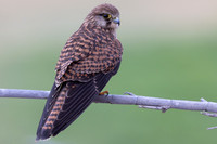 Kestrel, (falco tinnunculus dacotiae) Jandia Golf Course, Fuertventura, August 2025
