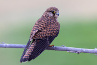 Kestrel, (falco tinnunculus dacotiae) Jandia Golf Course, Fuertventura, August 2025