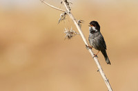 Cyprus Warbler