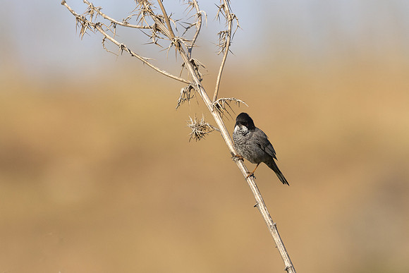 Cyprus Warbler, Anarita, April 2025