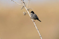 Cyprus Warbler, Anarita, April 2025