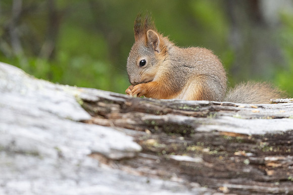 Red Squirrel, Konttainen, Finland, June 2025