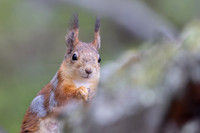 Red Squirrel, Konttainen, Finland, June 2025