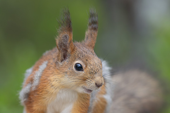 Red Squirrel, Konttainen, Finland, June 2025