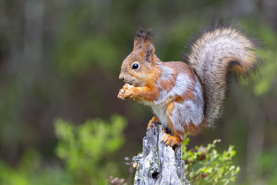 Red Squirrel, Konttainen, Finland, June 2025
