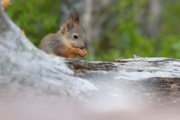 Red Squirrel, Konttainen, Finland, June 2025