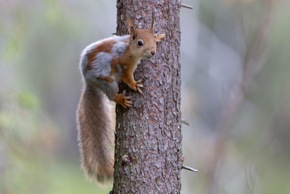 Red Squirrel, Konttainen, Finland, June 2025
