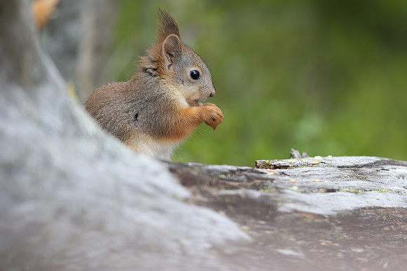 Red Squirrel, Konttainen, Finland, June 2025