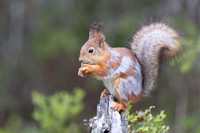Red Squirrel, Konttainen, Finland, June 2025