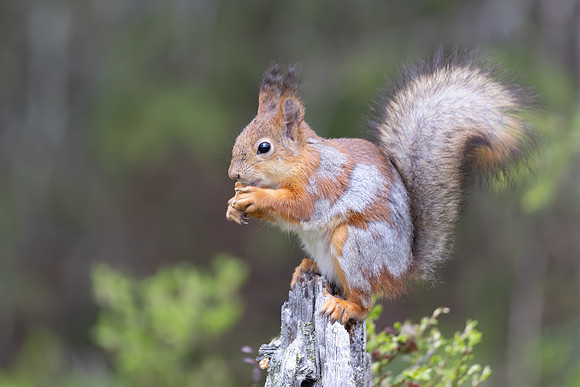 Red Squirrel, Konttainen, Finland, June 2025