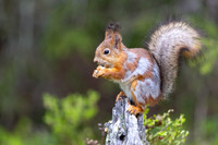 Red Squirrel, Konttainen, Finland, June 2025
