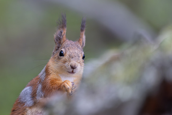 Red Squirrel, Konttainen, Finland, June 2025