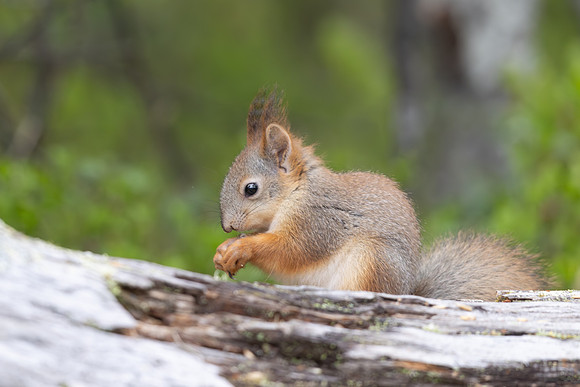 Red Squirrel, Konttainen, Finland, June 2025