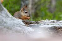 Red Squirrel, Konttainen, Finland, June 2025
