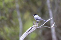 Willow Tit, Konttainen, Finland, June 2025