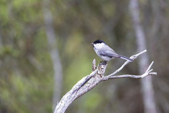 Willow Tit, Konttainen, Finland, June 2025