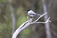 Willow Tit