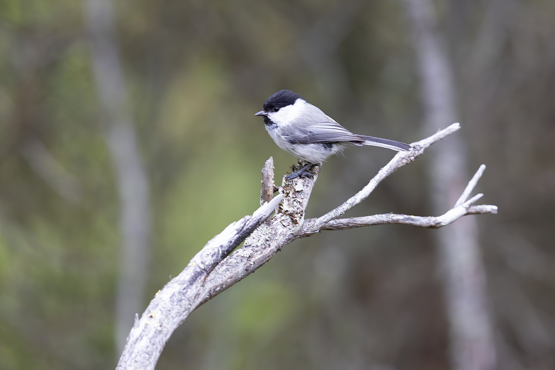 Willow Tit, Konttainen, Finland, June 2025