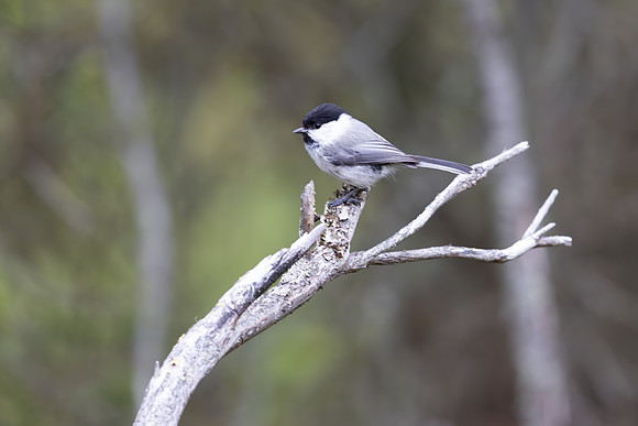 Willow Tit, Finland, June 2025