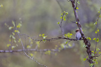 Waxwing