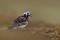 Turnstone, Ekkeroya, Norway, June 2025