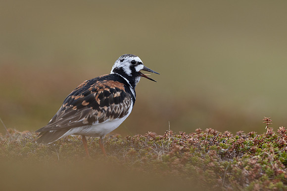 Turnstone, Ekkeroya, Norway, June 2025