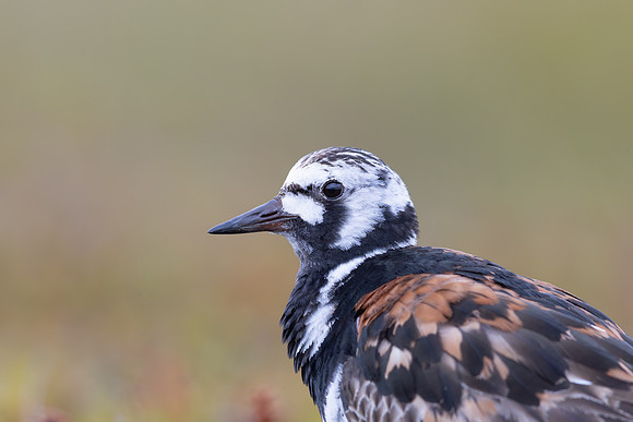 Turnstone, Ekkeroya, Norway, June 2025
