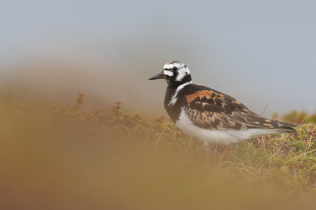 Turnstone, Ekkeroya, Norway, June 2025
