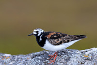 Turnstone, Ekkeroya, Norway, June 2025