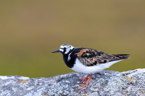 Turnstone, Ekkeroya, Norway, June 2025