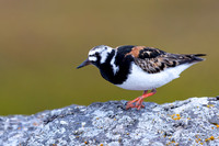 Turnstone, Ekkeroya, Norway, June 2025