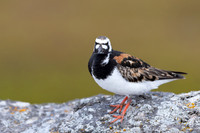 Turnstone, Ekkeroya, Norway, June 2025