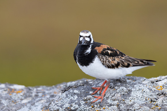 Turnstone, Ekkeroya, Norway, June 2025
