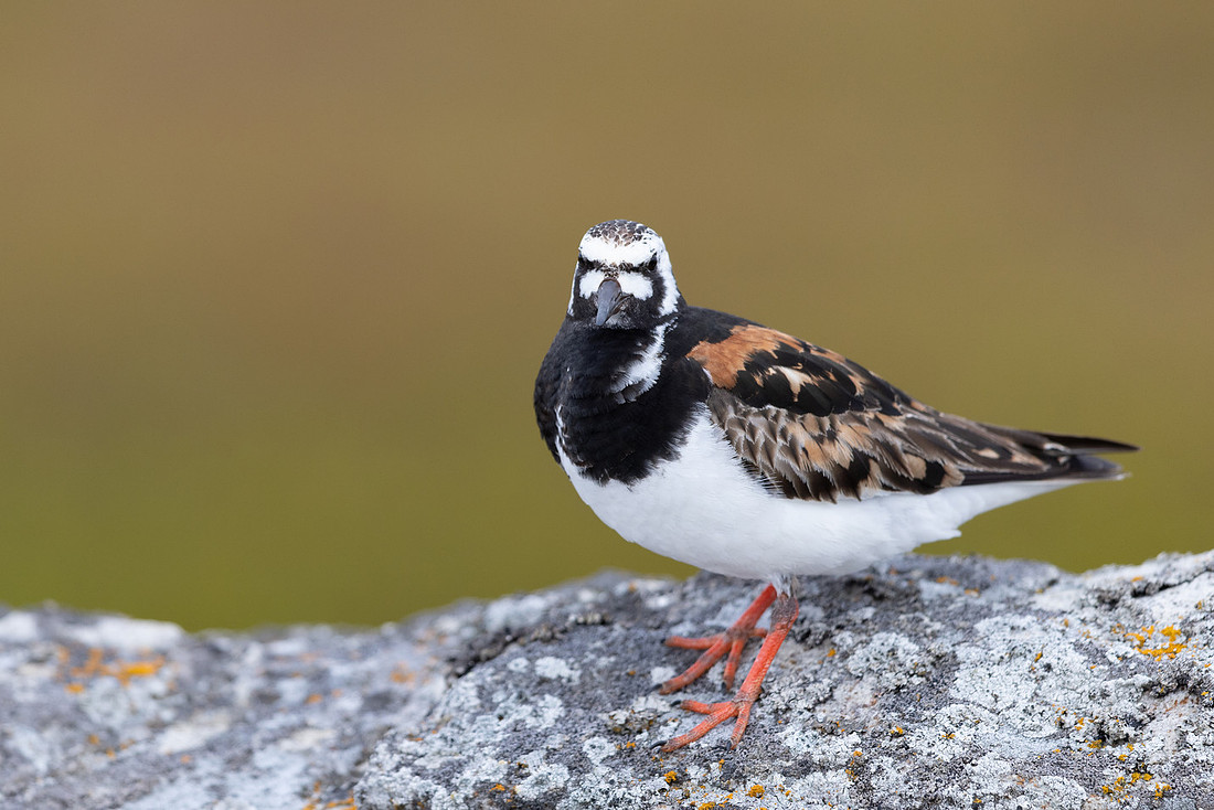 Turnstone, Ekkeroya, Norway, June 2025