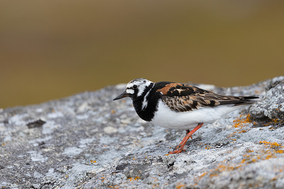 Turnstone, Ekkeroya, Norway, June 2025