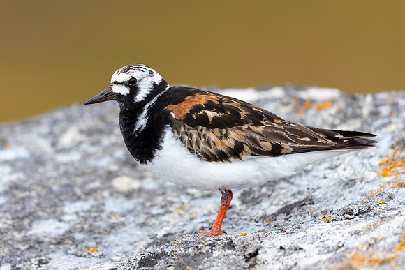 Turnstone, Ekkeroya, Norway, June 2025