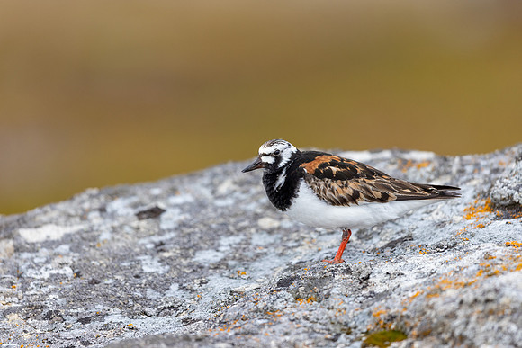 Turnstone, Ekkeroya, Norway, June 2025