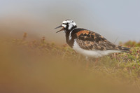 Turnstone, Ekkeroya, Norway, June 2025
