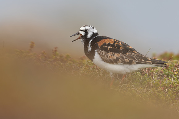 Turnstone, Ekkeroya, Norway, June 2025