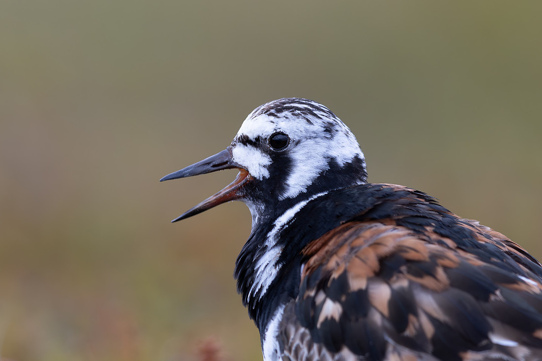 Turnstone, Ekkeroya, Norway, June 2025
