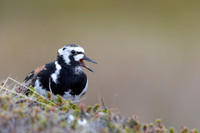 Turnstone, Ekkeroya, Norway, June 2025