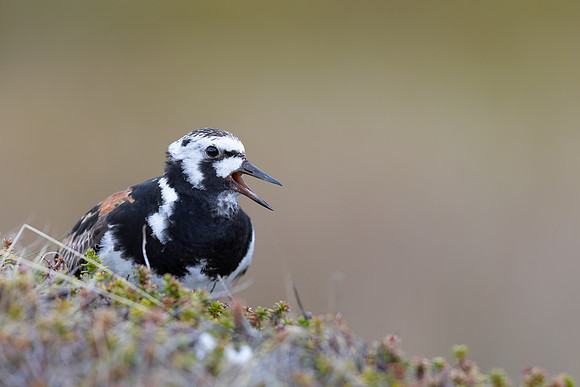 Turnstone, Ekkeroya, Norway, June 2025