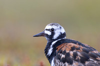 Turnstone, Ekkeroya, Norway, June 2025