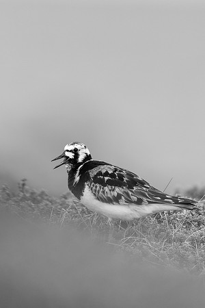 Turnstone, Ekkeroya, Norway, June 2025