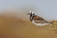 Turnstone, Ekkeroya, Norway, June 2025