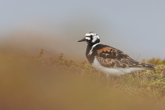Turnstone, Ekkeroya, Norway, June 2025