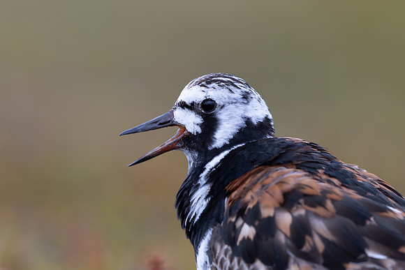 Turnstone, Ekkeroya, Norway, June 2025