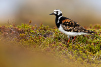 Turnstone, Ekkeroya, Norway, June 2025