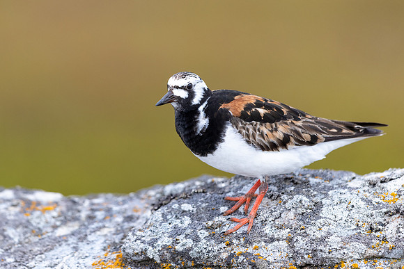 Turnstone, Ekkeroya, Norway, June 2025